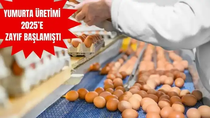 Tavuğun Eti Var Yumurtası Yok: TÜİK Dikkat Çeken Verileri Açıkladı!