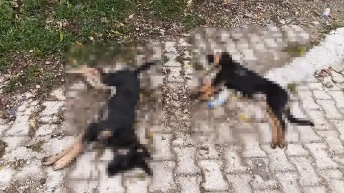 Isparta’da Şüpheli Köpek Ölümleri Üzerine Valilik Harekete Geçti!