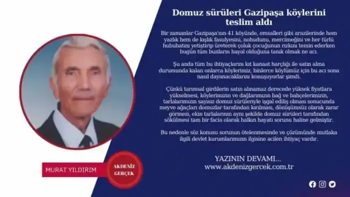 Domuz sürüleri Gazipaşa köylerini teslim aldı