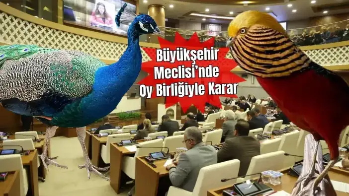Antalya Büyükşehir Meclisi'nde İlginç Hibe! Emniyet'e Tavus Kuşu ve Sülün