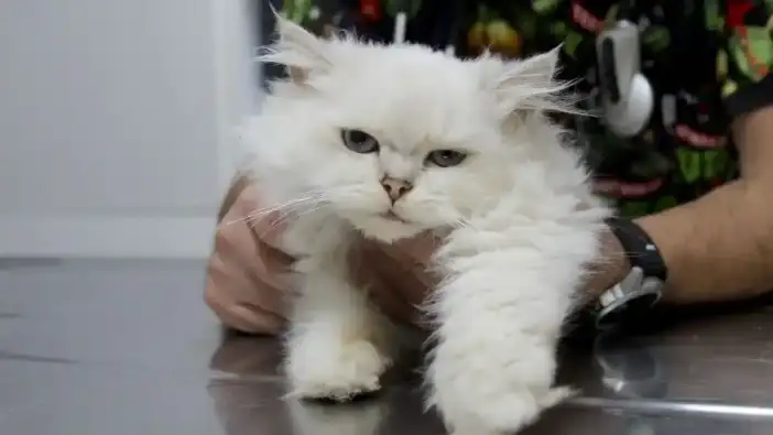 Adana’da Sokak Kedisiyle İlgili Şaşırtan Gerçek: Veterinerler Bile Şaşkın!