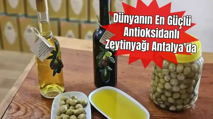 Dünyanın En Yüksek Antioksidanlı Yağı Antalya’da! Tavşan Yüreği Zeytinyağı Litresi 1500 TL