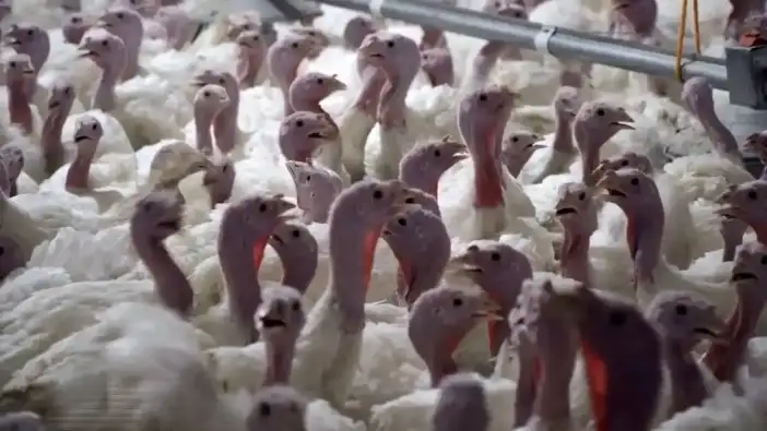 Antalya'da Yılbaşı Hindisi Fiyatları Belli Oldu: Zam Yapılacak Mı?