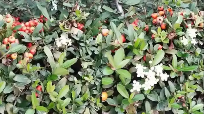 İklim Krizi Gözler Önünde! Antalya’da Ateş Çiçeği Aralık’ta Çiçek Açtı