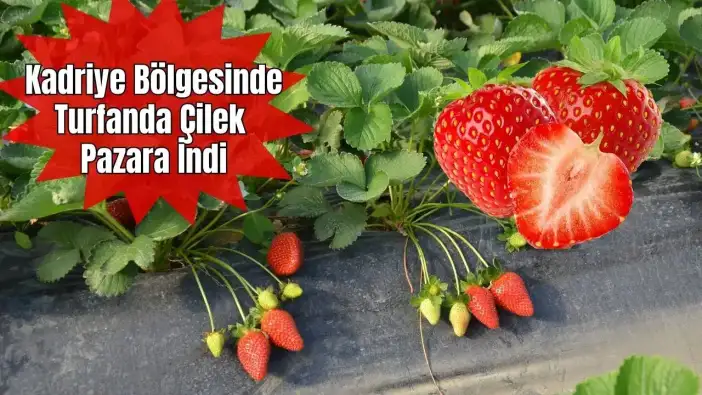 Serik’te Turfanda Çilek Hasadı Başladı: Üretici 130 TL’ye Satıyor, Pazarda 300 TL