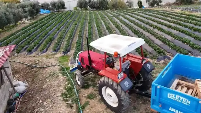 Mersin’de Çilek Hasadı: Toprakla Reyon Arası Fiyat Uçurumu!