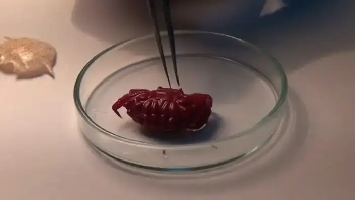 İskenderun Körfezi’nde İlk Kez Görüldü: Akdeniz’e Tropik Göç Başladı!