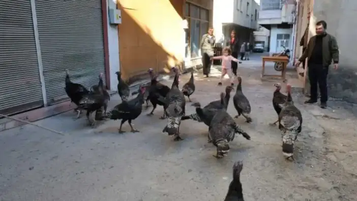 Adana’da Alışılmadık Pazar: Cadde Cadde Gezen Hindiler Görücüye Çıkıyor!