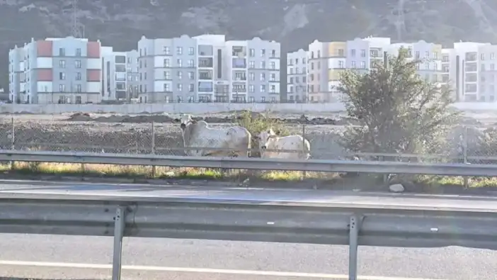 Hatay’da Facia Sonrası Kaos: Tırdan Kaçan Anguslar Şehri Turluyor!