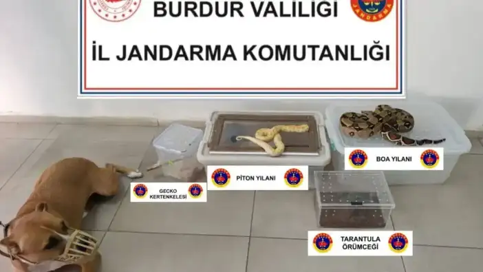 Burdur’da Evden Burma Pitonu, Tarantula, Gecko Çıktı