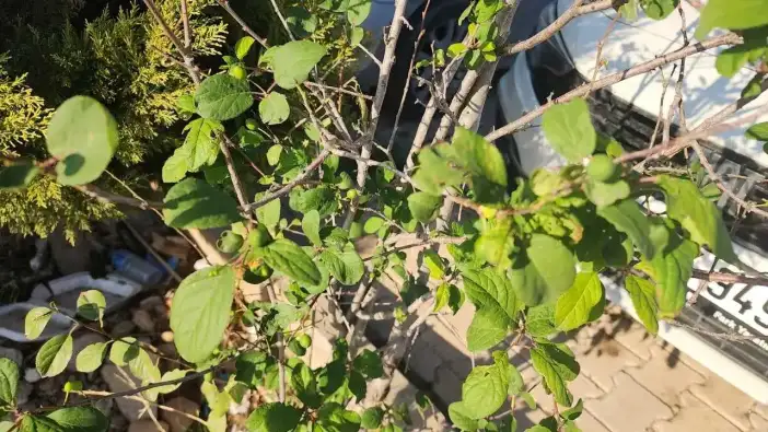 Hatay’da Erik Ağacı Kışın Meyve Verdi: Mevsimler Tersine Döndü!