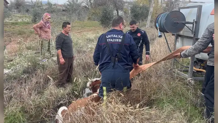 Serik’te İnek Operasyonu: Kanala Düştü, 1 Saatte Kurtarıldı