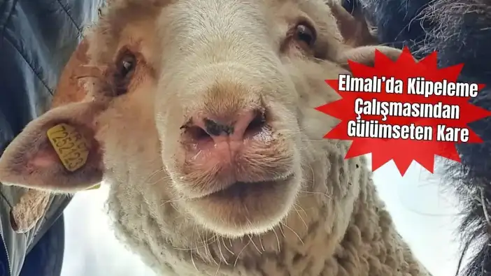 Antalya'da Veterinerin Selfie’sine Koyun Eşlik Etti, Bakanlık Paylaştı