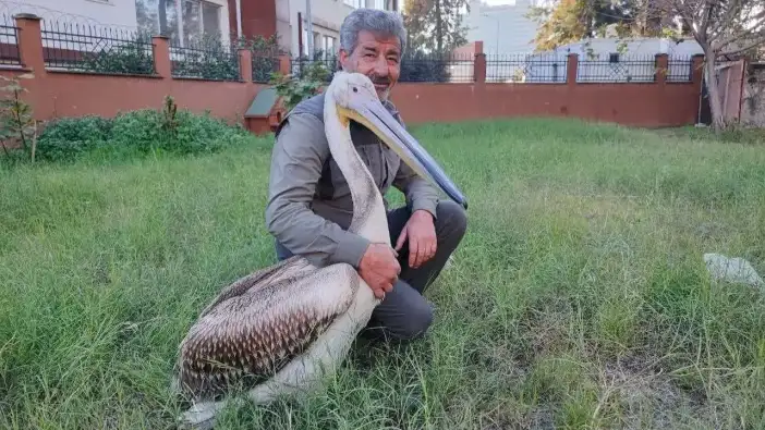 Adana’da Yaralı Pelikanın Tek Güvendiği Kişi Bakıcısı!