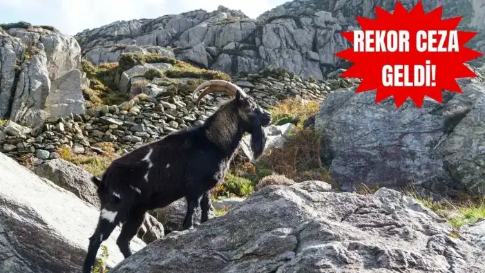 Gündoğmuş’ta Yaban Keçisi Vuran Avcılara Suçüstü!