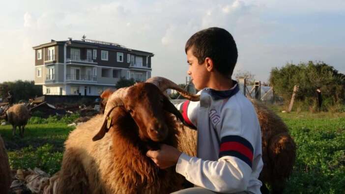 Kepez’de Günlerdir Kayıp Olan Koyunlar Su Kuyusunda Bulundu! Ekipler Tarafından Kurtarıldı
