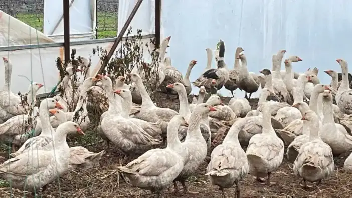 Isparta’da Yabani Otlara Karşı Kazlar Sahaya Çıkıyor!