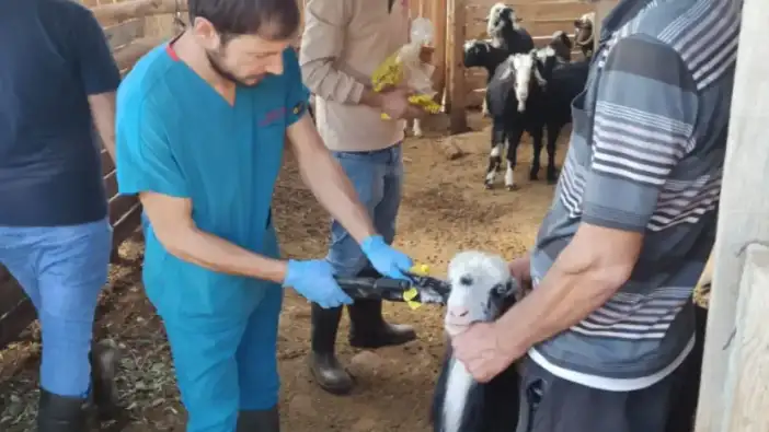 Antalya’da Küçükbaşlara Aşı ve Küpeleme