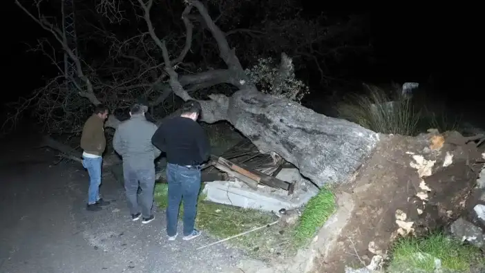 Mersin’de Şiddetli Fırtına Asırlık Ağacı Kökünden Söktü!