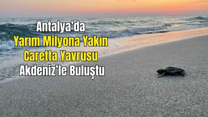Antalya Kumsalları Carettaların Umudu Oldu: 10 Sahilde Rekor Yavru