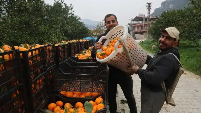 Hatay’da Mandalina İsyanı: Çiftçi Kazanamıyor, Tüketici Pahalı Alıyor!