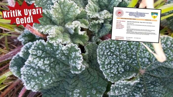 Antalya’da Zirai Don Alarmı: Üreticiler Dikkat!