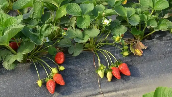 Serik Kadriye Çileği Coğrafi İşaret Tescil Yolunda