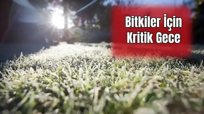 Antalya'da Zirai Don Alarmı! Akşam Başlayacak