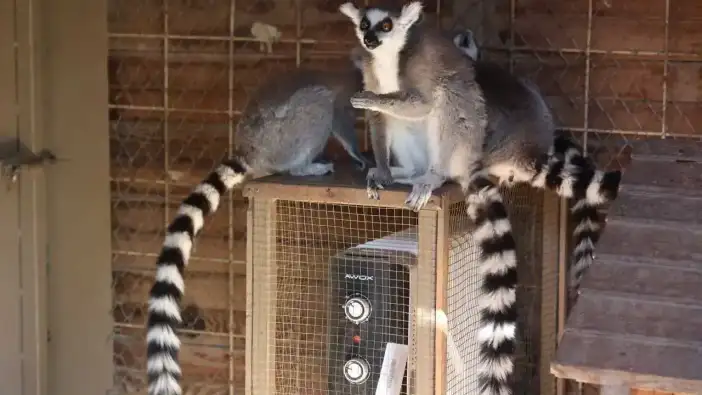 Antalya’da Hayvanlara Kışlık Konfor: Lemurlar Sıcakta, Bukalemunlar Işıkta!