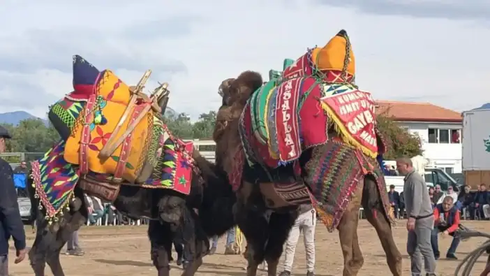 Şap Yasağı Deve Güreşlerini Durdurdu! Antalya Deve Güreşleri İptal Edildi