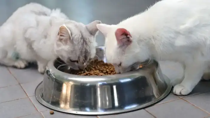 Antalya’da Patili Dostlar İçin Umut Yılı: Binlerce Can Kurtarıldı!