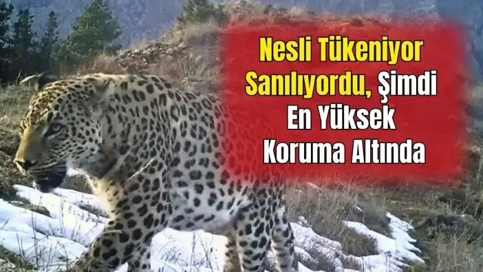 Efsane Fotokapanla Geri Döndü! Anadolu Parsına Zarar Vermek Artık 45 Milyon TL