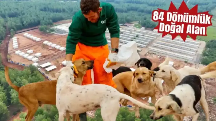 Sokak Köpekleri İçin Türkiye’nin En Modern Merkezi Antalya'da