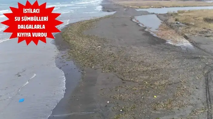 Hatay’da Fırtına Asi Nehri’ni Taşırdı: Su Sümbülleri Akdeniz’e Taşındı