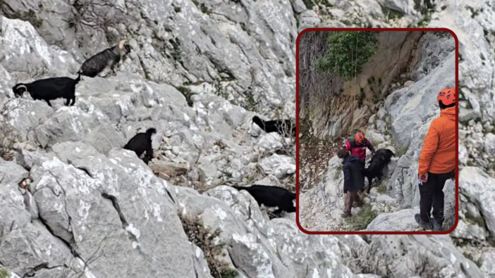 Serik’te Kurtarma Operasyonu: Keçiler İçin Seferber Oldular