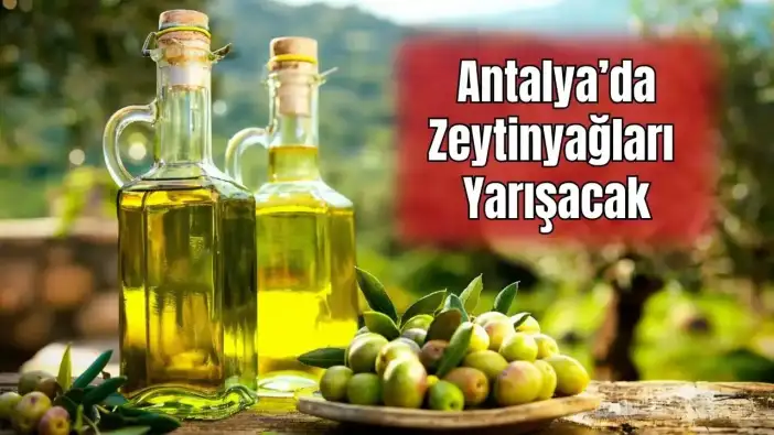 Antalya’da Zeytinyağı İçin Rekabet Başlıyor! Başvurularda Son Gün 15 Ocak