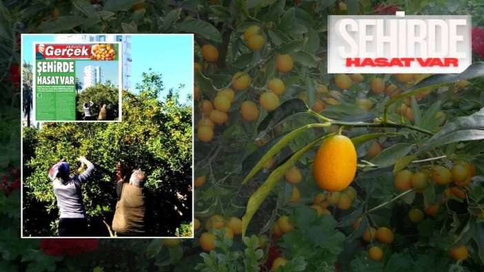 Antalya’nın Gizli Bahçesinde Hasat Başladı