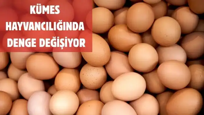 Tavuk Eti Üretimi Artarken Yumurta Arzı Düşüyor! TÜİK Açıkladı