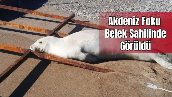 Akdeniz Foku Serik'te Sahile Çıktı, Demirlerle Karşılaştı