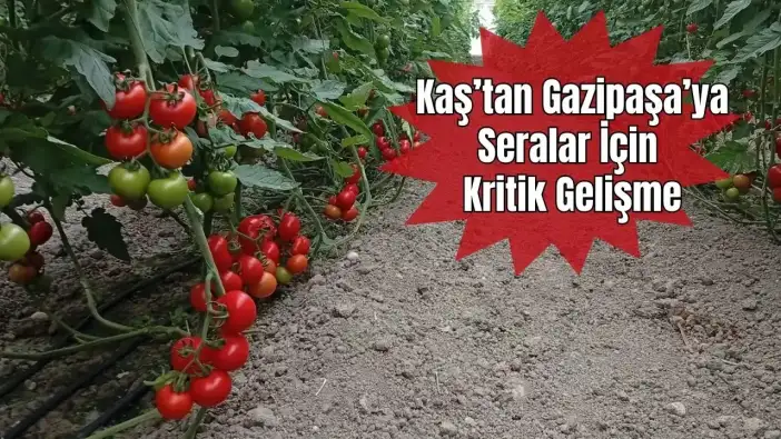 Antalya’da Seralara Yıkım Kararı Hasat Sonuna Ertelendi