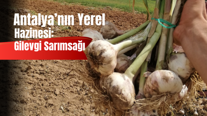 Elmalı’nın Sarımsağı Tescil Yolunda: Yerel Lezzetler Markaya Dönüşüyor