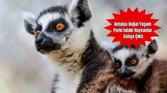 Antalya Büyükşehir Belediyesi, Doğal Yaşamdaki Hayvanları Satışa Çıkardı