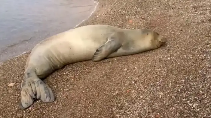 Yunanistan’dan Kaçtı, Antalya Sahilinde Dinlendi