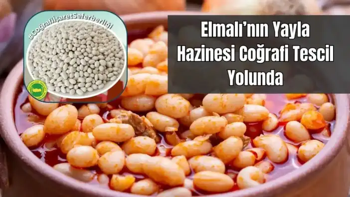 Antalya’nın 'Yayla Altını' Elmalı Çobanisa Fasulyesi İçin Tescil Başvurusu Yapıldı