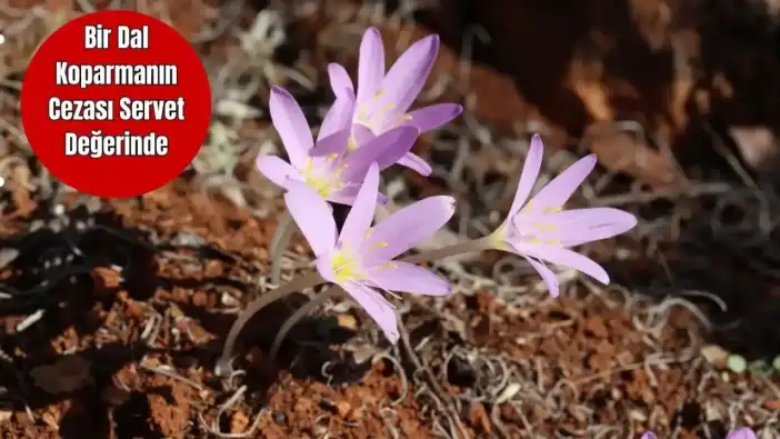Antalya’nın Endemik Bitkilerini Koparmanın Bedeli Ağır