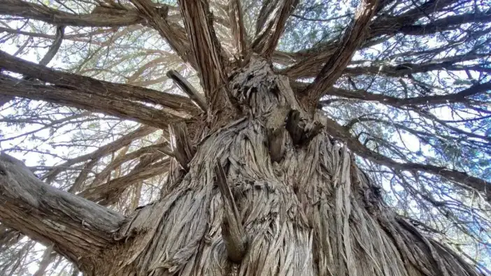 Antalya Orman Bölge’den 998 Yaşındaki Şah Ardıç Paylaşımı