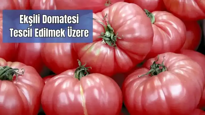 Döşemealtı’nın Ekşili Domatesi Tescil Yolunda