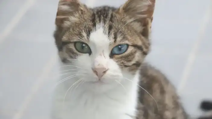 Antalya'da Petshop Sahiplerine Ücretsiz Sertifikalı Eğitimi, Son Başvuru Tarihi Açıklandı!