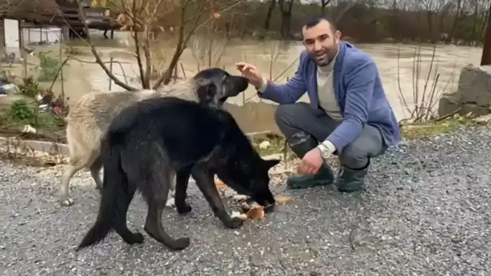 Serik'te Sel Sularında Mahsur Kalan 4 Köpek İş Makinesiyle Kurtarıldı!