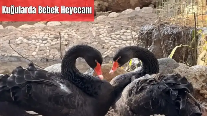 Antalya’da Sadık Kuğular Kış Ortasında Yavru Bekliyor!